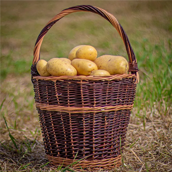 Green Basket, 067037