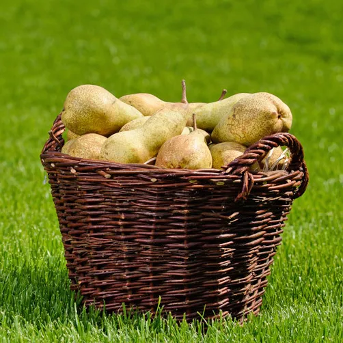 Basket with two handles, 067040/50