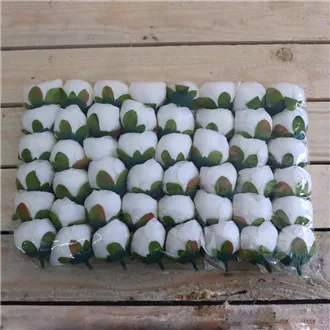 Ranunculus flower 371235-26