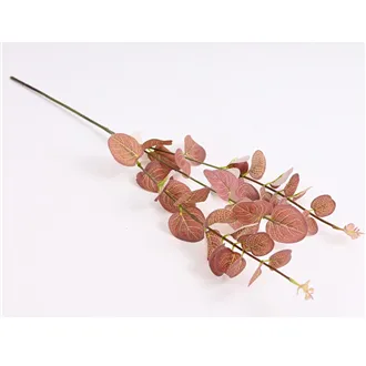 Eucalyptus 3 shoots 371412-20