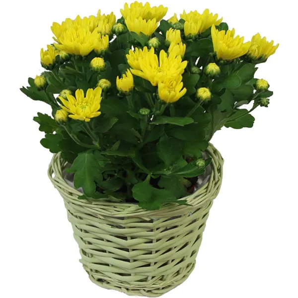 Flower pot, yellow dia 26 cm P0019-02