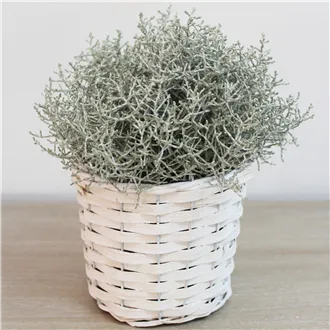 Basket with plastic white P0247/B