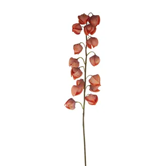 Physalis branch P2434