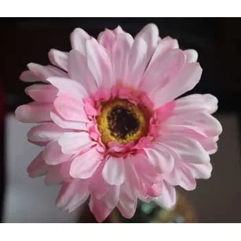 Gerbera pink X5786-05