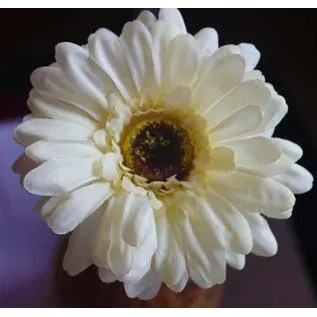 Gerbera cream-coloured X5786-26