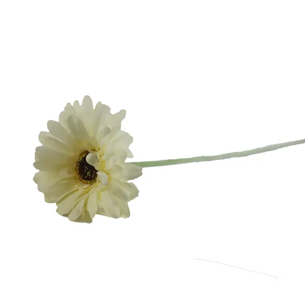 Gerbera cream-coloured X5786-26