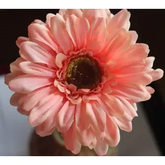 Gerbera apricot orange X5786-33
