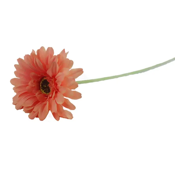 Gerbera apricot orange X5786-33
