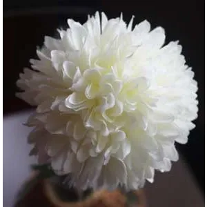 Chrysanthemum, white X5787-01