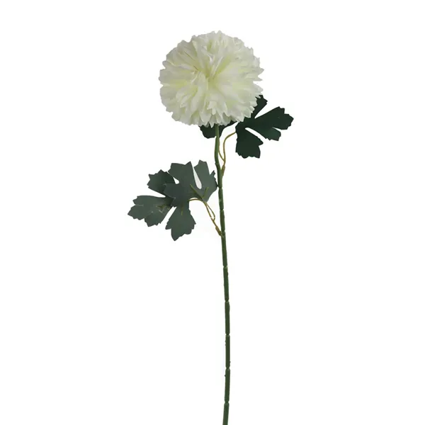 Chrysanthemum, white X5787-01