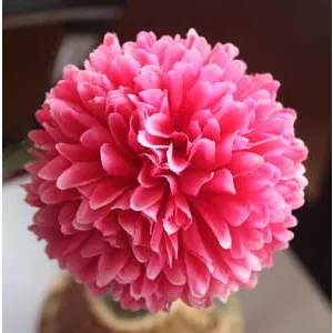 Chrysanthemum bright pink X5787-06