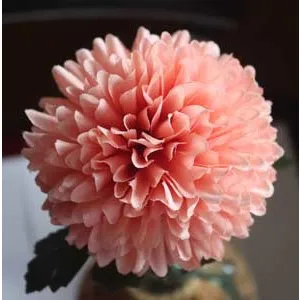 Chrysanthemum pink X5787-07