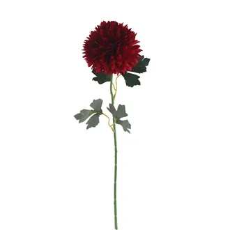 Chrysanthemum bordeaux X5787-09