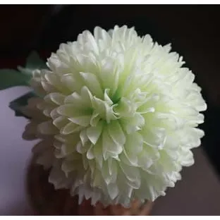 Chrysanthemum green X5787-15
