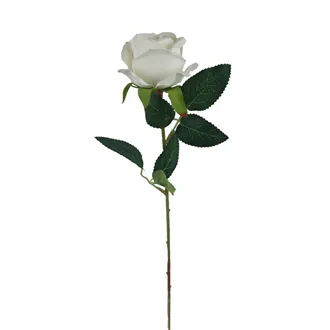 Rose white X5791-01