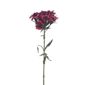 Dianthus X6858-09