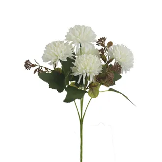 Chrysanthemum X6951-01