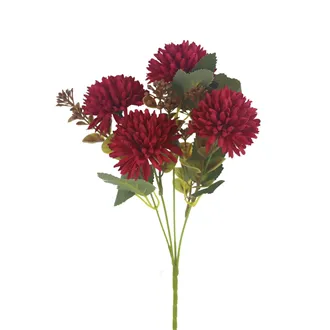 Chrysanthemum X6951-08