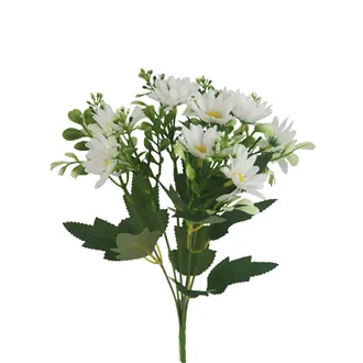 Marguerite daisy X6954-01