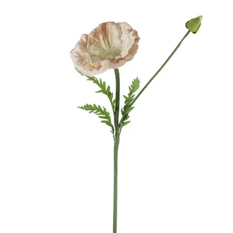 Ornamental poppy X7900-33